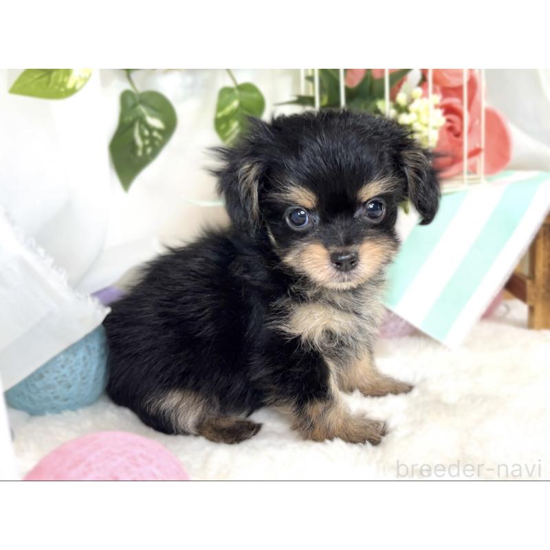 成約済の滋賀県のチワプー:チワワ×トイプードル-410379の3枚目